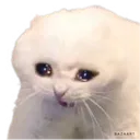 cryingcat