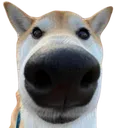 dog dog