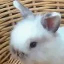 CREATURE