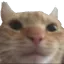 cat_stare