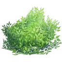 bush_FC