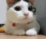 cs_cat_no