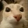 Gato_huh
