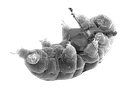 tardigrade