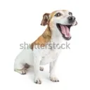 dog13
