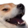 loldog