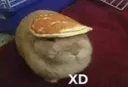 xd