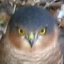 LunaAngry