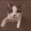 cat_hug