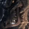 freakyfatalis freakyfatalis