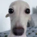 1dog_stare
