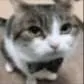 CatHighQuality