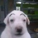 eyebrows_