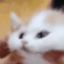 pissscungus pissscungus