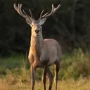 veado