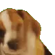 yowl_howl_beagle