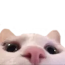 lurkycat lurkycat