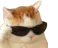 cool_cat