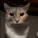 catstare5 Discord Emoji