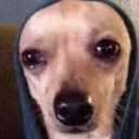 Dog Sad dogsad Discord Emoji