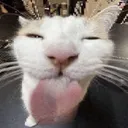 SuperSillyCat