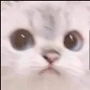 Catwut catwut Discord Emoji