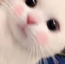 Jd_shy