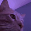 happycatparty animated GIF emoji | INFERNO