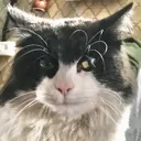 kuzya