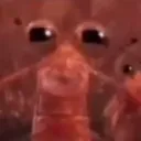 shrimpstare