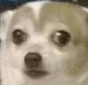 dogeconfused