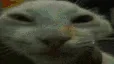 xddmew