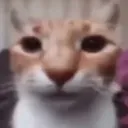 cat_stare