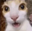 cat1