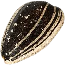 semechka semechka