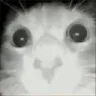 catto