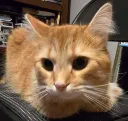 FloofInCharge