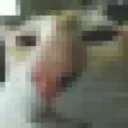 sus_cat