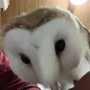 Observing Observing