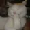 catgiggle