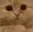 catPLEASE