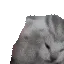 Cat_AAAA