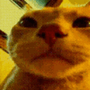 cat_disco1 Discord Emoji