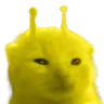 cat_ylorp