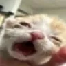 bleeehhhh
