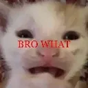 bro_what bro_what