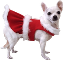 xmas_dog1 Discord Emoji - [CTF😜]AllStars&Friends