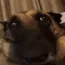 reesetarded