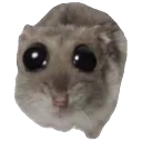 RataOjona