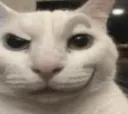 catsus